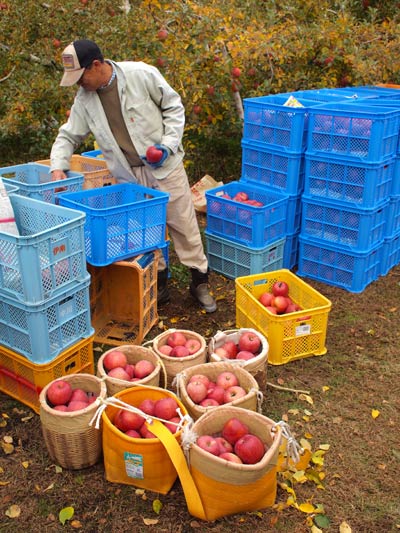 http://norakuri.jp/eat/img/closeup/harvest.jpg